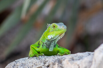 iguana on a tree