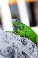 iguana on a tree