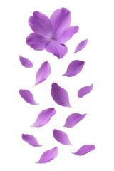Purple flower petals falling softly elegance nature beauty High quality Realistic image.