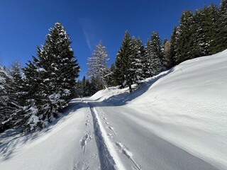 Obraz premium Wonderful winter hiking trails and traces in the fresh alpine snow cover of the Swiss Alps and over the village of St. Antönien - Canton of Grisons, Switzerland (Kanton Graubünden, Schweiz)