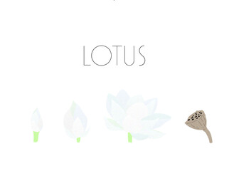 蓮　睡蓮　花　カラーイラスト　ベクター