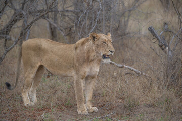 Standing strong - Lioness on alert