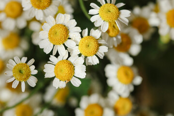 Fototapeta premium Close up of white chamomile flowers with yellow centers