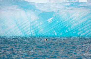 A spotted seal swims in the ocean next to glaciers - Melting icebergs by the coast of Greenland, on a beautiful summer day - Melting of a iceberg and pouring water into the sea - Greenland © muratart