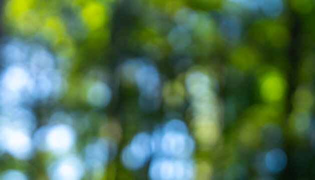 Lush green leaves glow in sunlight. Blurred forest background with soft bokeh. Vibrant blurred foliage background. Greenery backdrop. Summer bright foliage. Wide panorama of sunny blur forest.