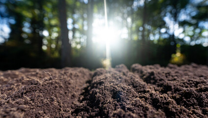 Humus and earth ground. Farming concept with seedling growth and ecology. Agricultural field...