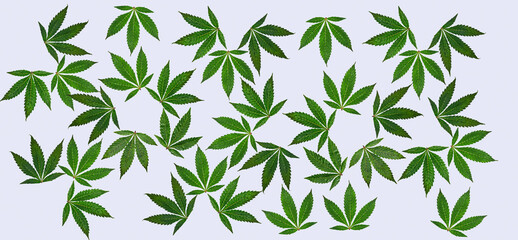Cannabis plant texture. Marijuana background. Cannabis pattern. Cannabis decorative leaves. Green cannabis background.