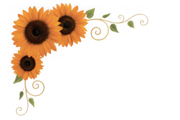 Three vibrant sunflowers isolated on transparent background with decorative swirls