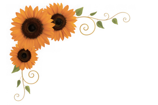 Three vibrant sunflowers isolated on transparent background with decorative swirls