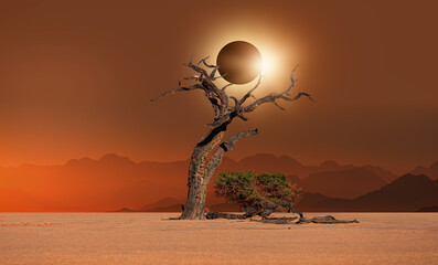 Dead trees in Dead Vlei, Solar Eclipse in the background  - Sossusvlei, Namib desert, Namibia