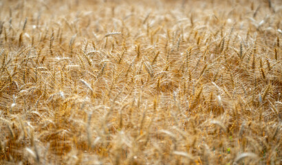 Fototapeta premium Wheat background with golden stalks and rural landscape. Close-up wheat background showing detailed grain texture. Wheat field background. Textured wheat and organic crops.