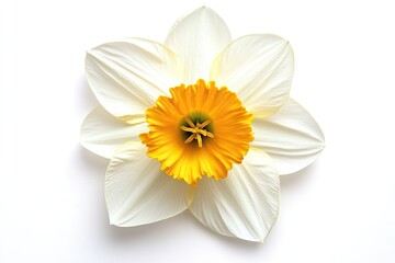 A vibrant yellow daffodil with a bright green center blooms against a stark white background, its petals unfurling to reveal a delicate interior.