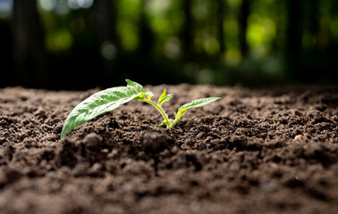 Naklejka premium Small plant growing from fertile soil. Growth concept. Investment in nature growth. Seedling are growing from the rich soil. Growth success and development. Green business growth.