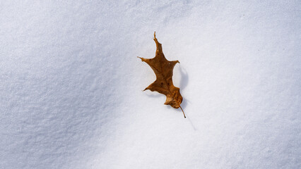 Fall autumn leaves on winter snow. Icy falling leaves on snowy surface. Winter leaf in cold weather. Frosty autumn background. Snow covered leaf on frozen ground. Autumn leaf in winter. Frozen leaf.