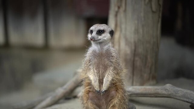 Medium Shot of a Meerkat Standing Guard As It Looks Around