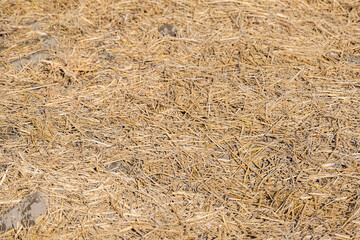 冬の準備に敷いた家庭菜園の藁