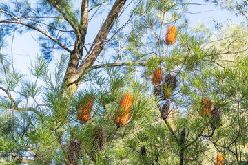 バンクシア スピヌロサの花 (Banksia Spinulosa Sm.)