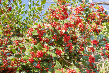 ヒイラギモチの赤い実