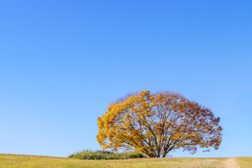 青空と紅葉した一本の木（愛知県豊田市）