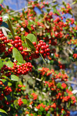 ヒイラギモチの赤い実