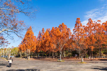 紅葉のメタセコイア（愛知県豊田市　愛知県緑化センター）
