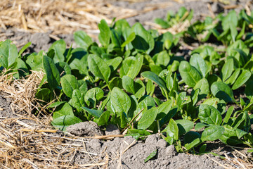 家庭菜園のほうれん草