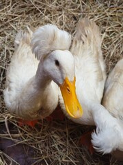 Crested White Duck Close-Up on Hay Background
