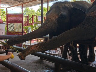 Elephants Reaching Trunks for Food Offered by Visitor at Zoo