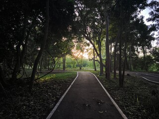 Serene Forest Pathway with Sunlight in Park