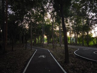 Forest Running and Cycling Paths at Sunset