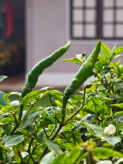 Fresh Green Chili Peppers Growing on Plant in Garden