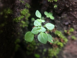 Macro Shot of Tiny Green Seedling Growing in Dark Mossy Crevice - Concept of Resilience and New Life