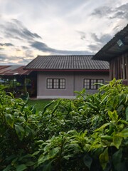 Green Chili Plants with Rural House in Background