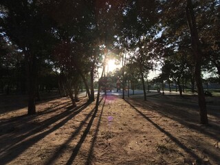Sunset in a Tree-Filled Park with Playground and Long Shadows