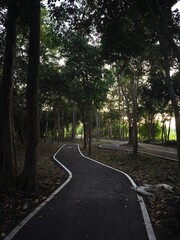 Winding Path Through Forest Trees at Dusk