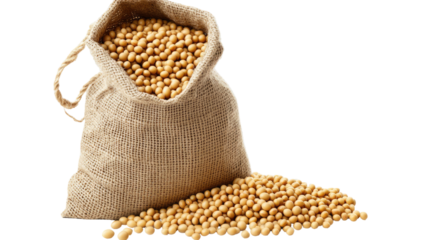 Soybean in sack bag with natural dried beans rustic burlap container farm harvest legume detail agricultural food item isolated on white background
