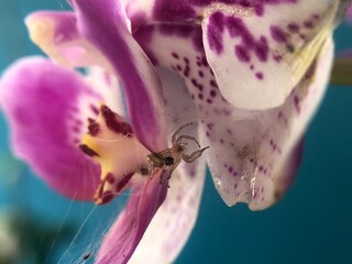 Macro Shot of Tiny Spider Hiding Inside Purple and White Phalaenopsis Orchid Flower with Web