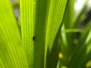 Silhouette of Tiny Spider on Backlit Green Leaf with Detailed Vein Texture