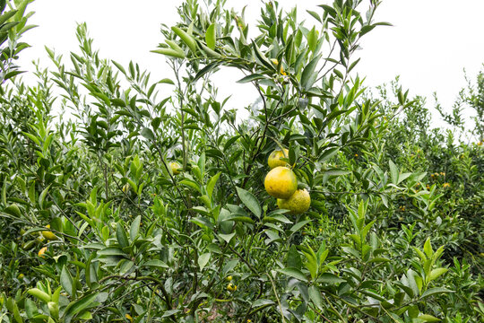 Tea Orange Orchard in Xinhui, Jiangmen, Guangdong  