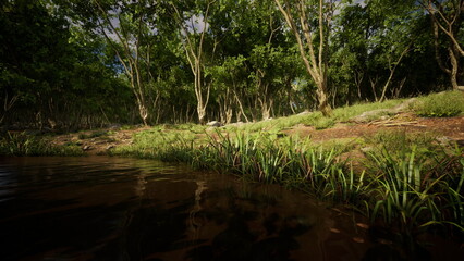 Obraz premium Soft sunlight filters through tall trees as vibrant foliage surrounds a calm stream. The gentle flow of water reflects the scenic beauty of nature, inviting serenity and reflection.
