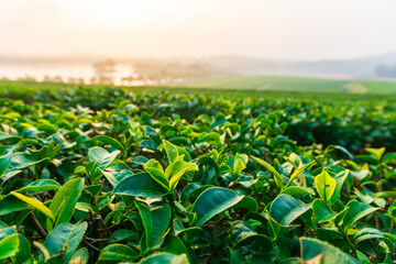 Tea plantation where lush green tea leaves are highlighted by the soft golden glow of sunrise Ideal for themes of sustainable agriculture, healthy beverages, eco-tourism, natural freshness.