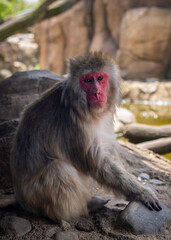 Fototapeta premium Close-up of a Japanese macaque (Macaca fuscata) at the Lincoln Park Zoo, Chicago.