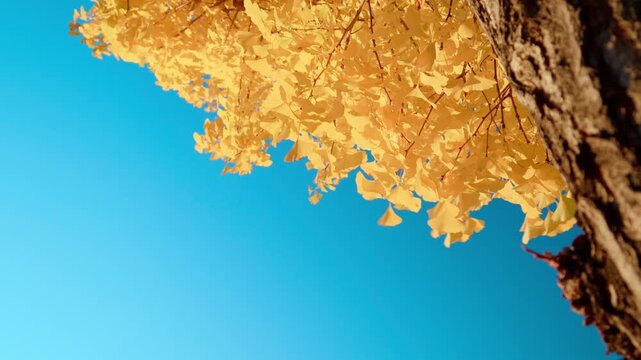 秋の晴天と鮮やかに黄葉したイチョウの木