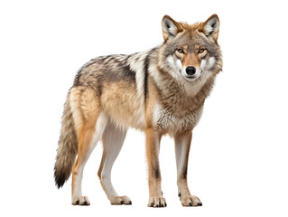 Fototapeta premium PNG file A focused coyote, a portrait of a wild animal. The coyote gazes with intent, its fur a mix of tan and grey. The image is a striking display of wildlife in a simple yet impactful setting. 