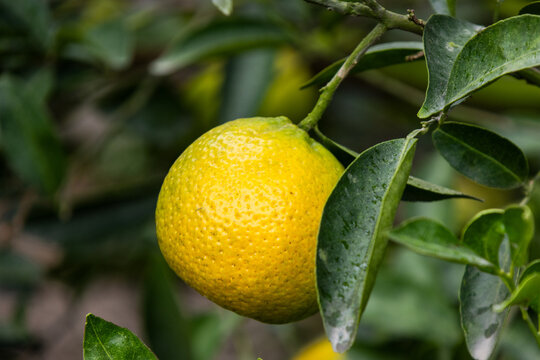 Tea Orange Orchard in Xinhui, Jiangmen, Guangdong  