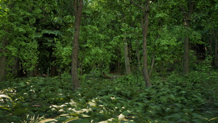 Bright sunlight filters through dense leaves of tall trees, illuminating a serene forest. Rich green foliage covers the ground, creating a peaceful atmosphere, inviting exploration and tranquility.