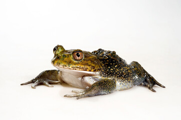 Chilenischer Helmkopffrosch // Helmeted water toad, Chilean helmeted bull frog (Calyptocephalella gayi)