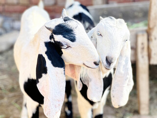 Fototapeta premium Two Black and White Goats Portrait
