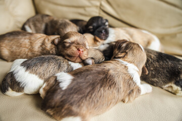 Newborn Havanese puppies sleeping in a warm cuddle pile on a beige couch, creating a soft and adorable scene of early puppy life.