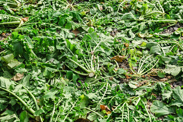 大根の葉の天日干し